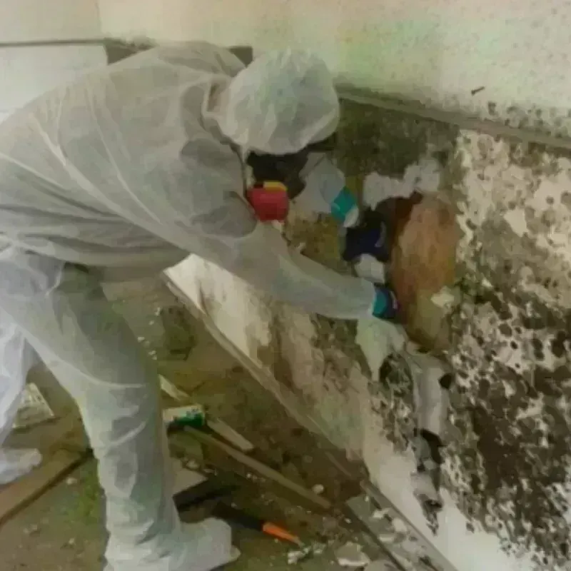 Mold Remediation and Removal in Griffith, IN